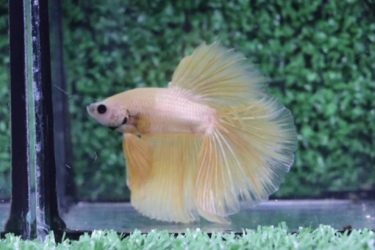 เที่ยวใกล้กรุง ดูพันธุ์ปลาสวยงาม ช้อปของดีเมืองราชบุรี