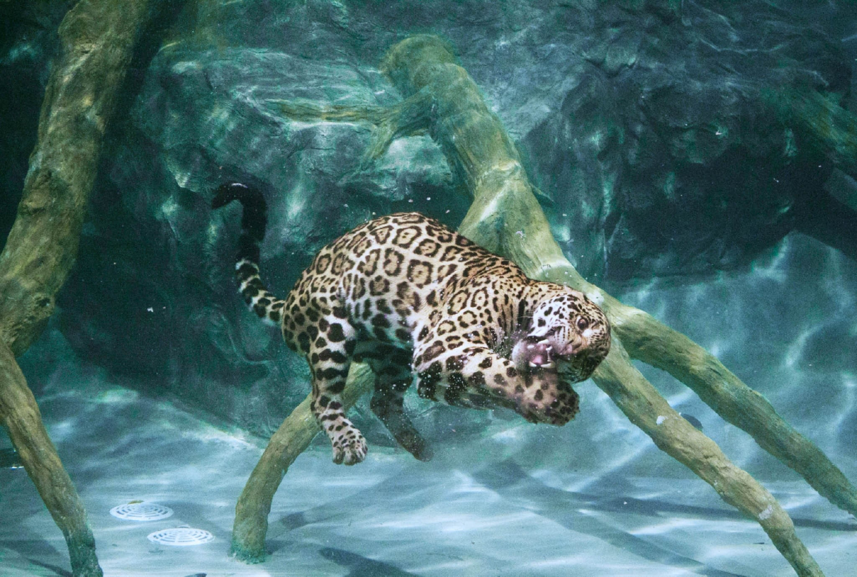 เชียงใหม่ไนท์ซาฟารีเปิดให้ชมกิจกรรมสัตว์นักล่ายามรัตติกาลฟรี