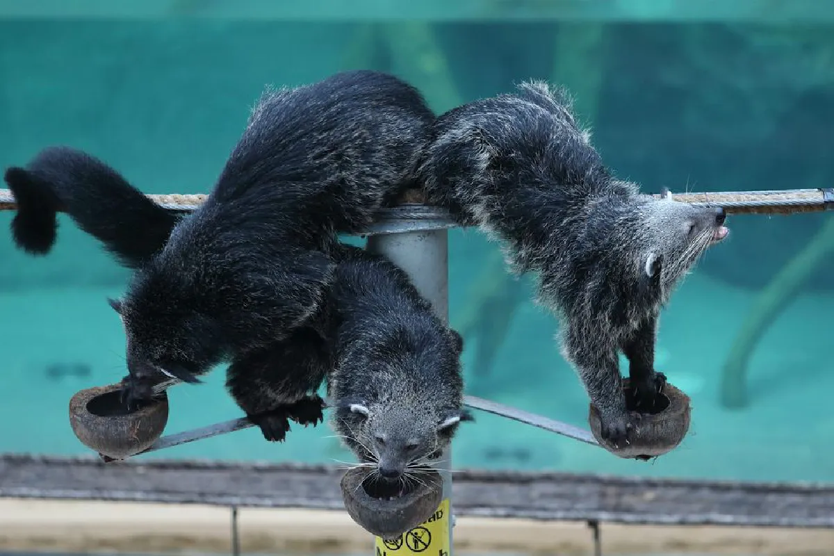 เชียงใหม่ไนท์ซาฟารีเปิดให้ชมกิจกรรมสัตว์นักล่ายามรัตติกาลฟรี