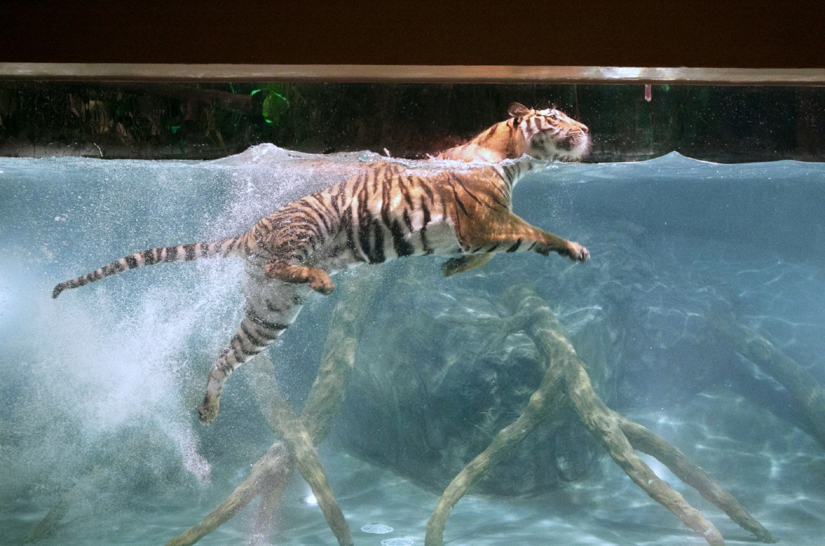 เชียงใหม่ไนท์ซาฟารีเปิดให้ชมกิจกรรมสัตว์นักล่ายามรัตติกาลฟรี