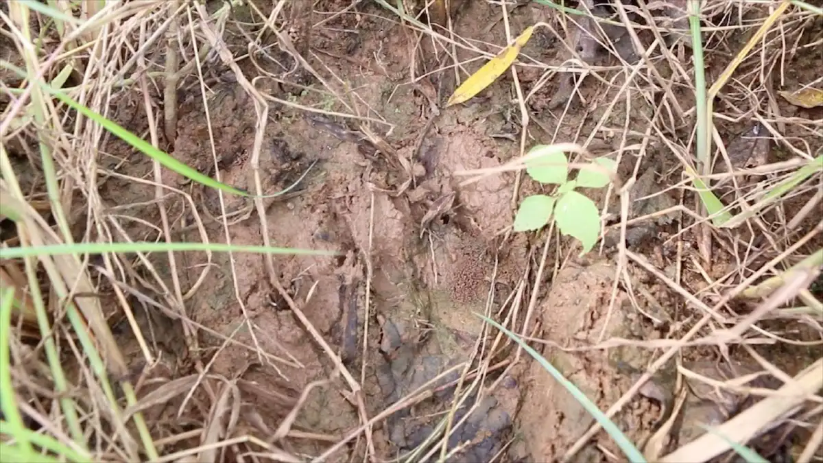 ชาวบ้านออกตามล่าหมีควายหวั่นเกิดอันตรายเร่งผลักดันเข้าป่า