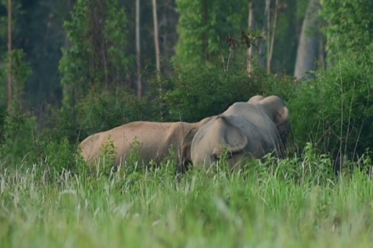ขุดคูยาว105กม.กันช้างป่ากินพืชไร่-ทำร้ายชาวบ้าน 
