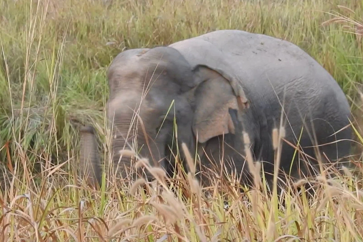 ขุดคูยาว105กม.กันช้างป่ากินพืชไร่-ทำร้ายชาวบ้าน 