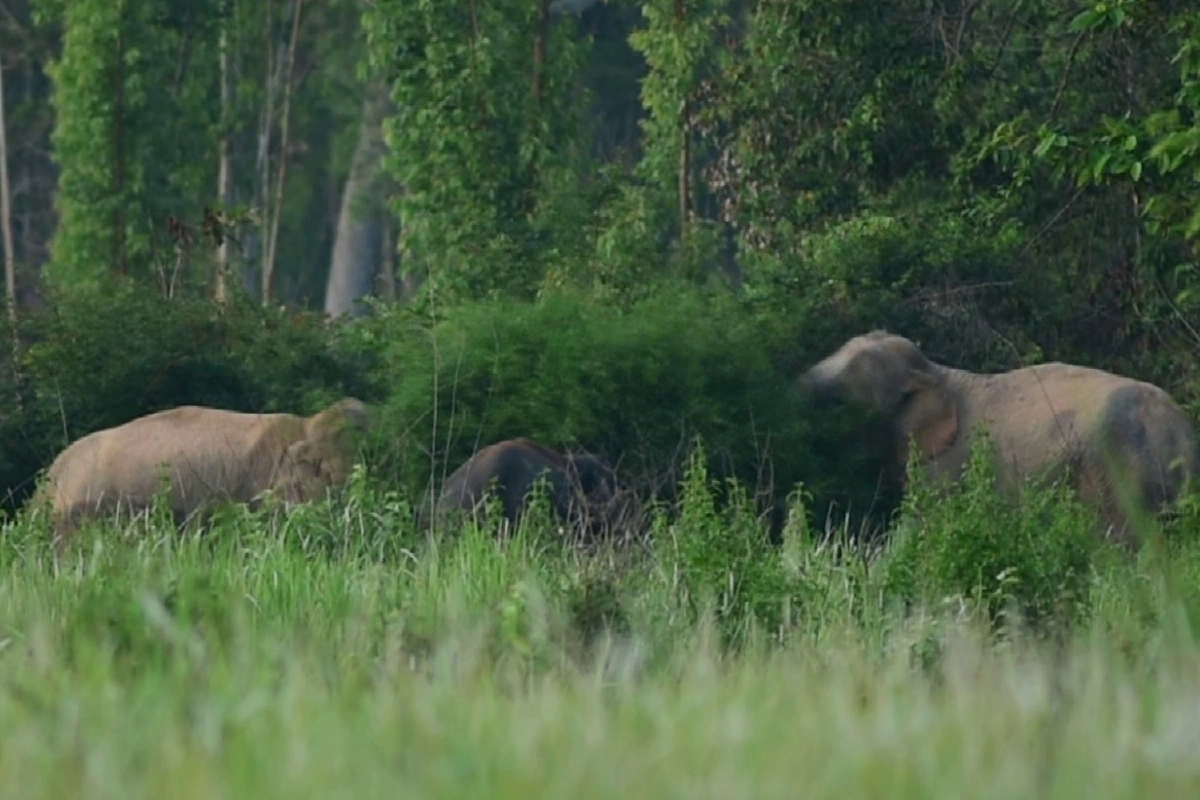 ขุดคูยาว105กม.กันช้างป่ากินพืชไร่-ทำร้ายชาวบ้าน 