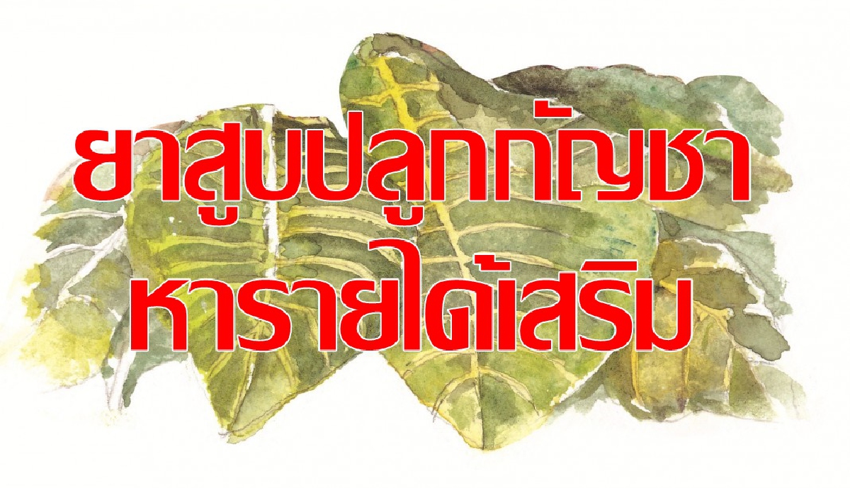 ยาสูบปรับใหญ่ ตั้งเป้ากลับมากำไรพันล้านเหมือนอดีต ยาสูบปรับใหญ่ ตั้งเป้ากลับมากำไรพันล้านเหมือนอดีต
