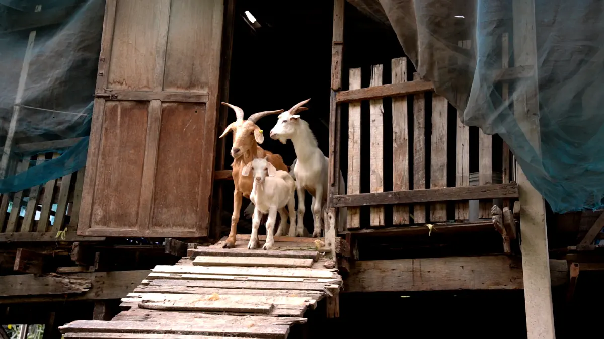 เจ้าแห่งแพะเงินล้าน “สะอาด เมี้ยนแม้น”