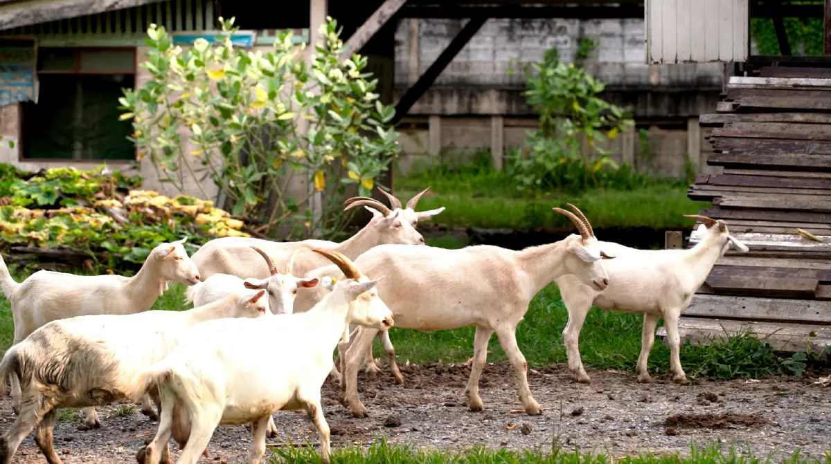 เจ้าแห่งแพะเงินล้าน “สะอาด เมี้ยนแม้น”