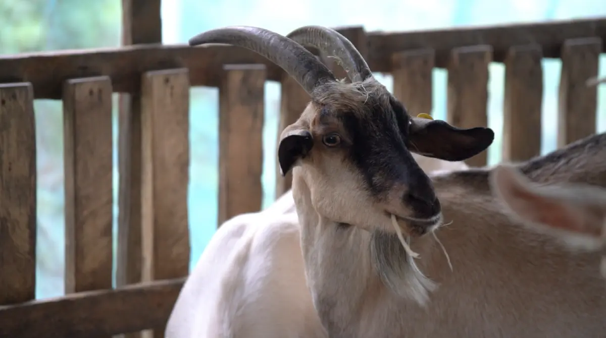 เจ้าแห่งแพะเงินล้าน “สะอาด เมี้ยนแม้น”