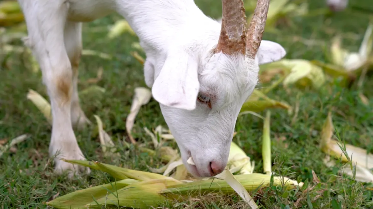 เจ้าแห่งแพะเงินล้าน “สะอาด เมี้ยนแม้น”