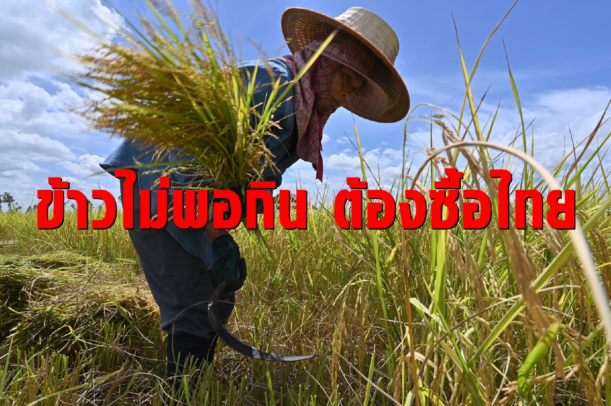 ออสเตรเลียข้าวไม่พอกิน หันมาซื้อไทย-เวียดนาม ออสเตรเลียข้าวไม่พอกิน หันมาซื้อไทย-เวียดนาม