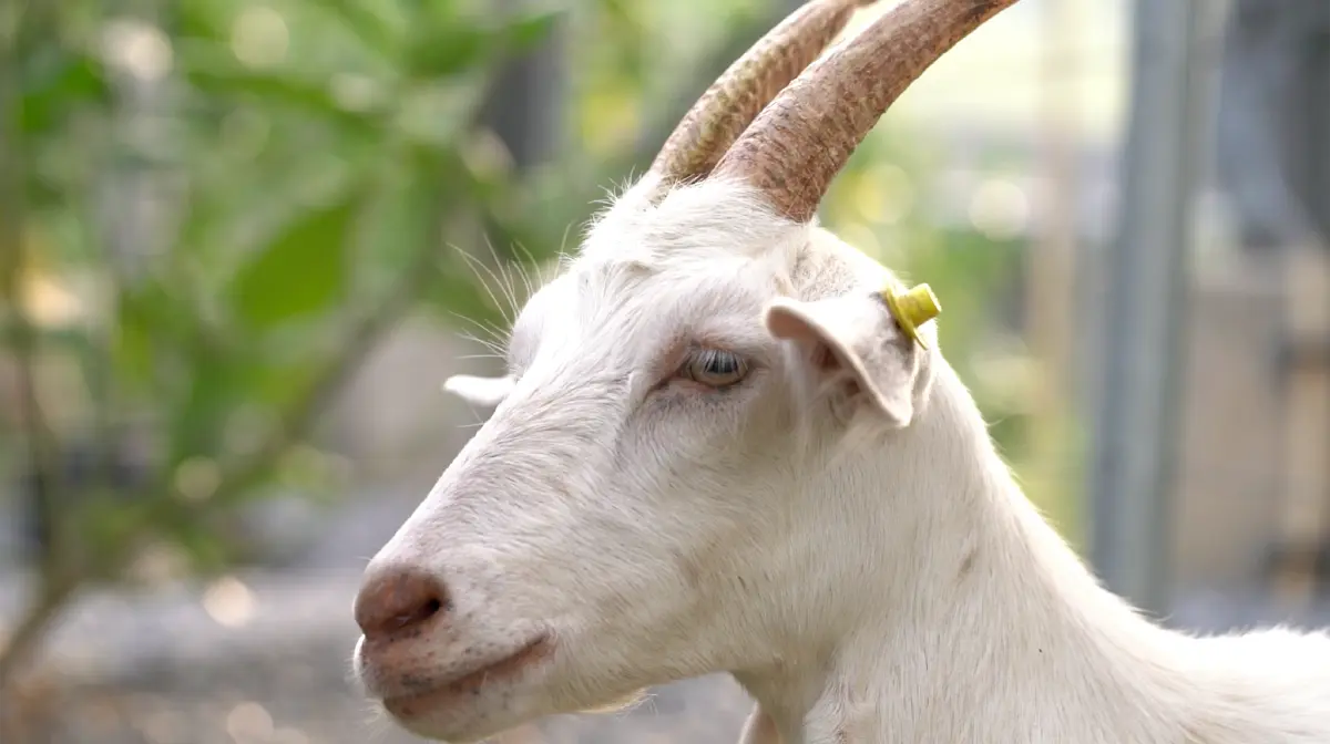 เจ้าแห่งแพะเงินล้าน “สะอาด เมี้ยนแม้น”