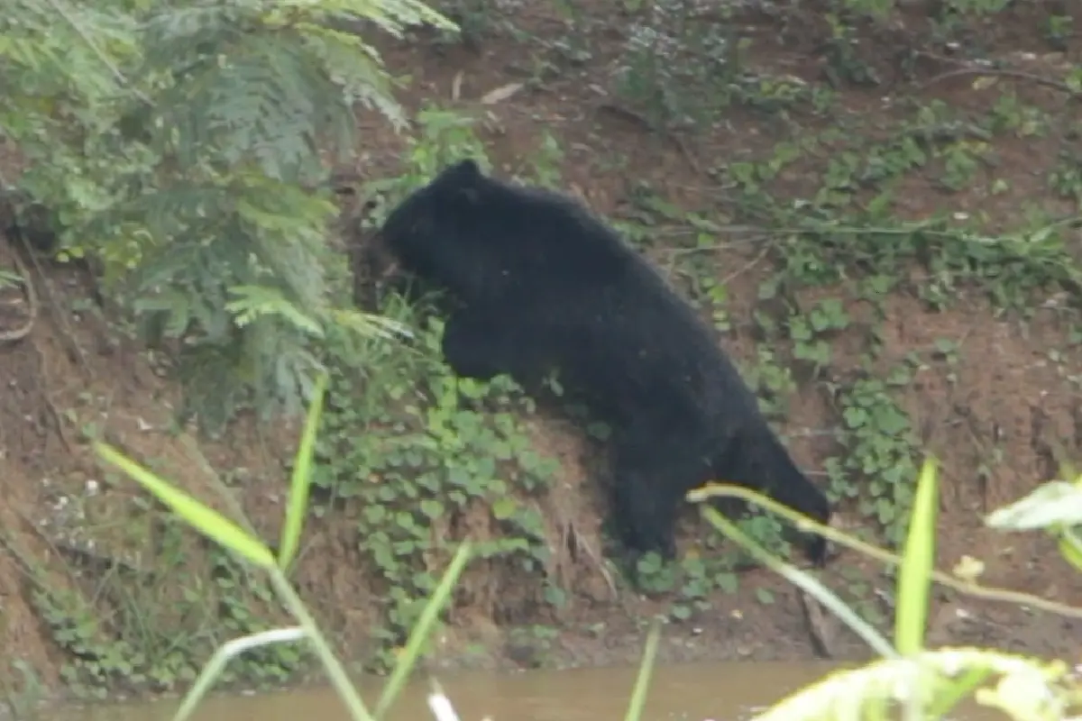 "หมีควาย"ถูกจับแล้ว!สิ้นฤทธิ์ด้วยยาสลบตามล่าอยู่ 10 วัน
