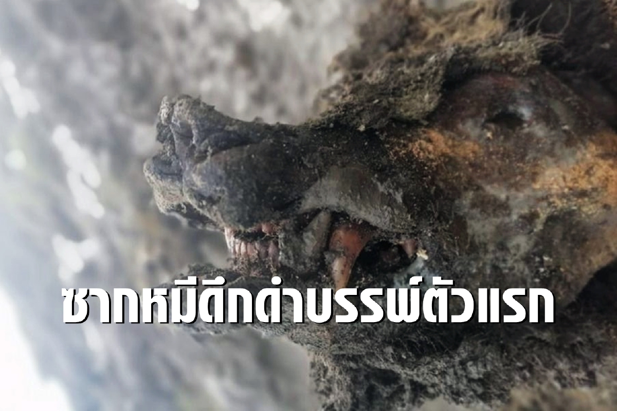 พบซากหมีอายุหลายหมื่นปี เขี้ยวและฟันยังอยู่ครบ พบซากหมีอายุหลายหมื่นปี เขี้ยวและฟันยังอยู่ครบ