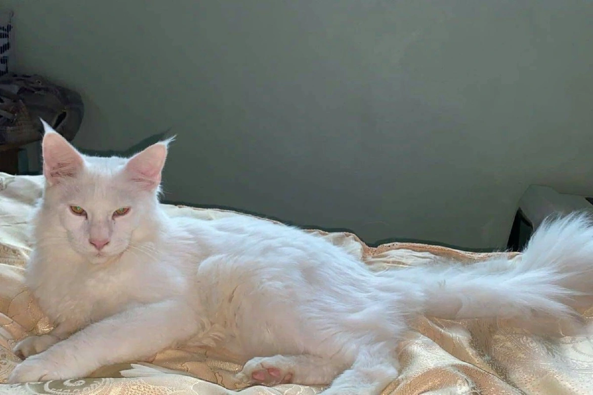 ชาวรัสเซียตั้งรางวัล1แสนตามหาแมวสุดรักพันธุ์หายาก