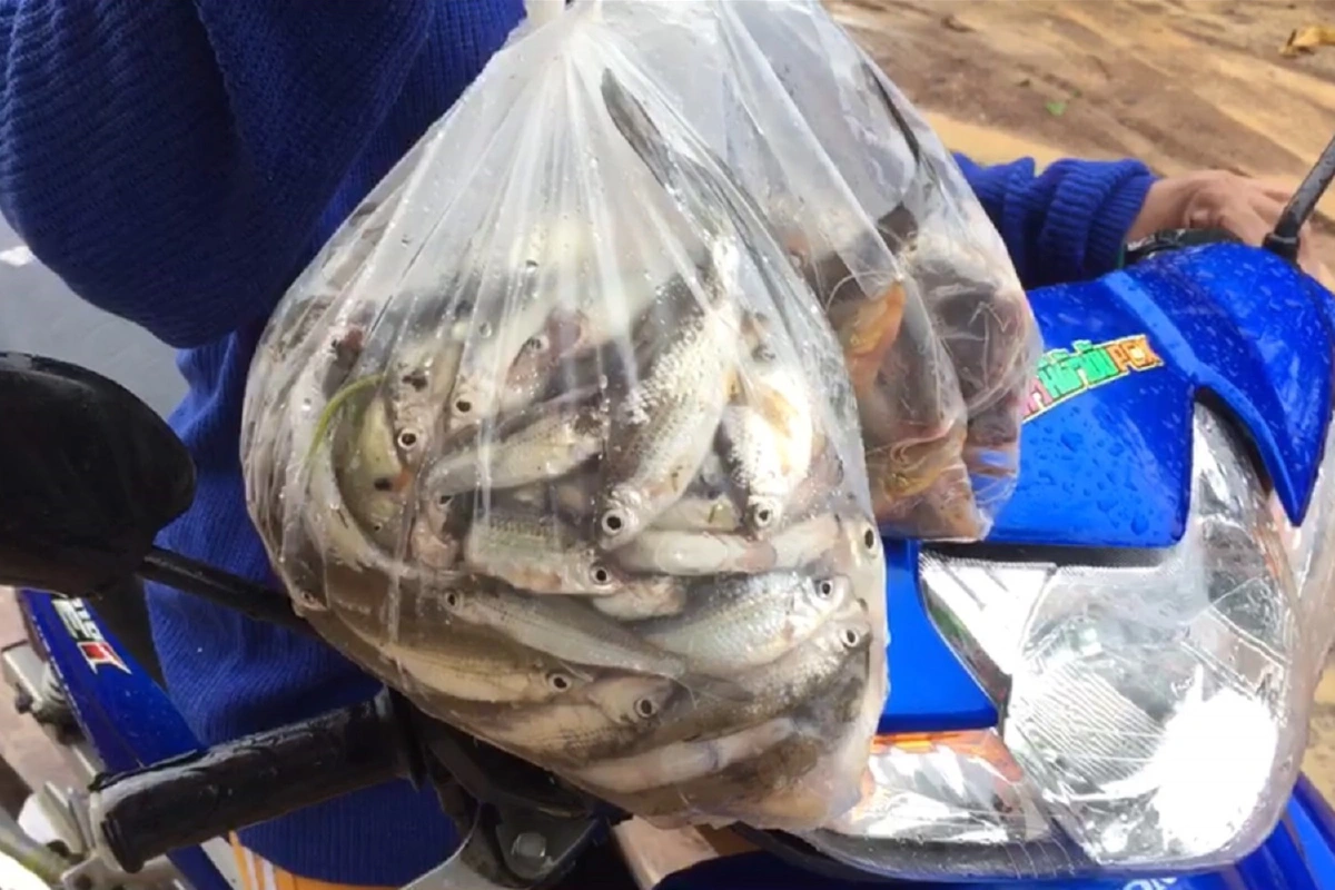 "พายุโนอึล"ส่งผลดีสุรินทร์มีน้ำหลากหลังฝนทิ้งช่วงนาน2เดือน