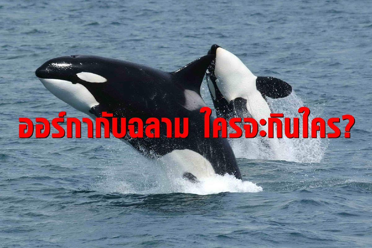 เมื่อวาฬเพชฌฆาตกับฉลามขาวมาเจอกันใครจะเป็นผู้ชนะ? เมื่อวาฬเพชฌฆาตกับฉลามขาวมาเจอกันใครจะเป็นผู้ชนะ?