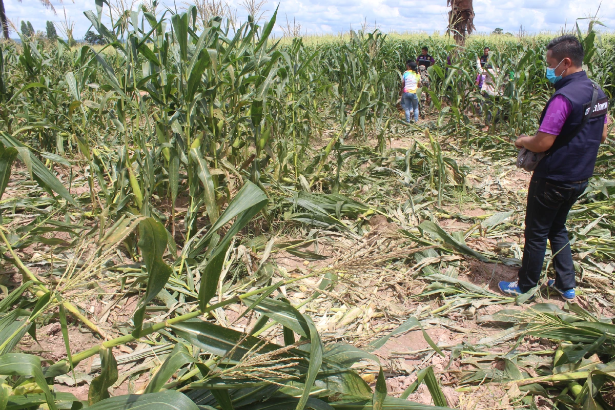 ช้างป่าทับลานพาพวกบุกกัดกินไร่ข้าวโพดพังราบเป็นหน้ากลอง