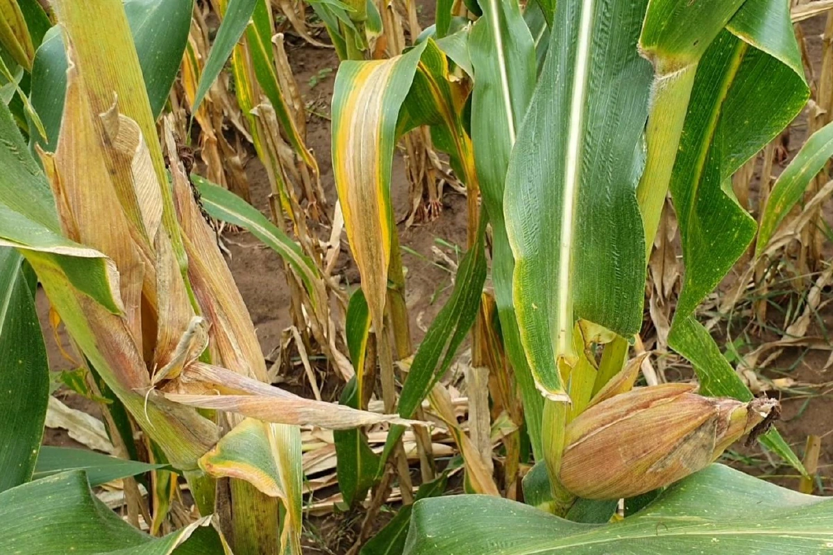 โจรอาละวาดลักฝักข้าวโพด เกษตรกรวอนหยุดขโมยเถอะ!