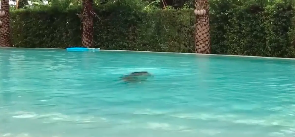 ชาวเน็ตจวกยับ! “ซาร่า คาซิงกินี” ปล่อย “น้องแม็กซ์เวลล์” ถูกกดน้ำไม่ปลอบแถมหัวเราะ 