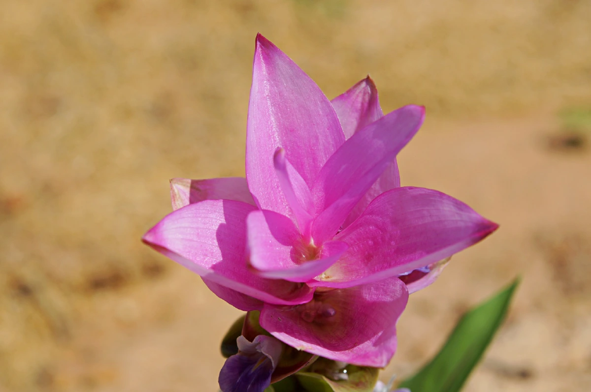 เช็กอินอุดรฯ ดินแดนแห่งศรัทธา