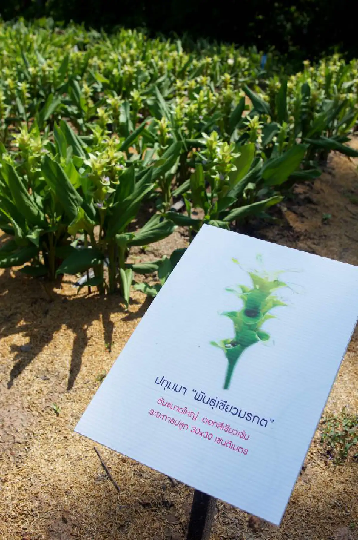 เช็กอินอุดรฯ ดินแดนแห่งศรัทธา