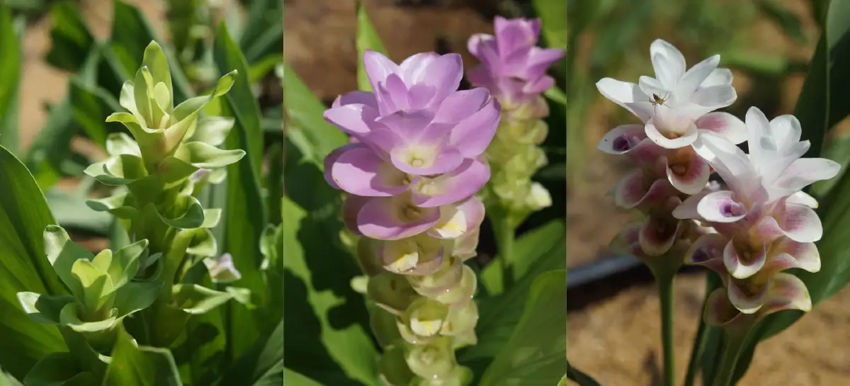 เช็กอินอุดรฯ ดินแดนแห่งศรัทธา