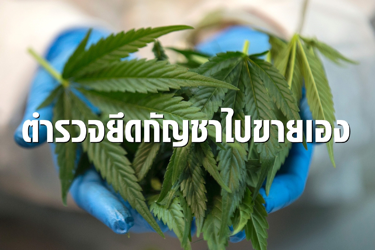 ตำรวจอินเดียยึดกัญชาเป็นร้อย รายงานแค่1กก.ที่เหลือขายต่อ ตำรวจอินเดียยึดกัญชาเป็นร้อย รายงานแค่1กก.ที่เหลือขายต่อ