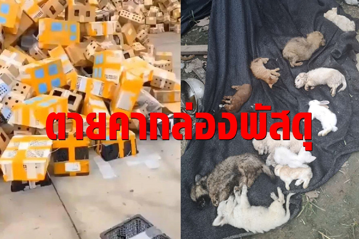 จีนส่งสัตว์เลี้ยงทางไปรษณีย์ ตายคากล่องกว่า 5,000 ตัว จีนส่งสัตว์เลี้ยงทางไปรษณีย์ ตายคากล่องกว่า 5,000 ตัว