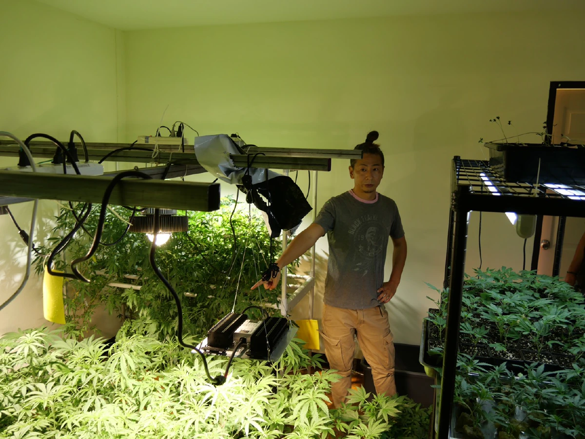 จับแก๊งญี่ปุ่น-ไทยลักลอบปลูกกัญชาออร์แกนิกพรีเมี่ยมขายออนไลน์