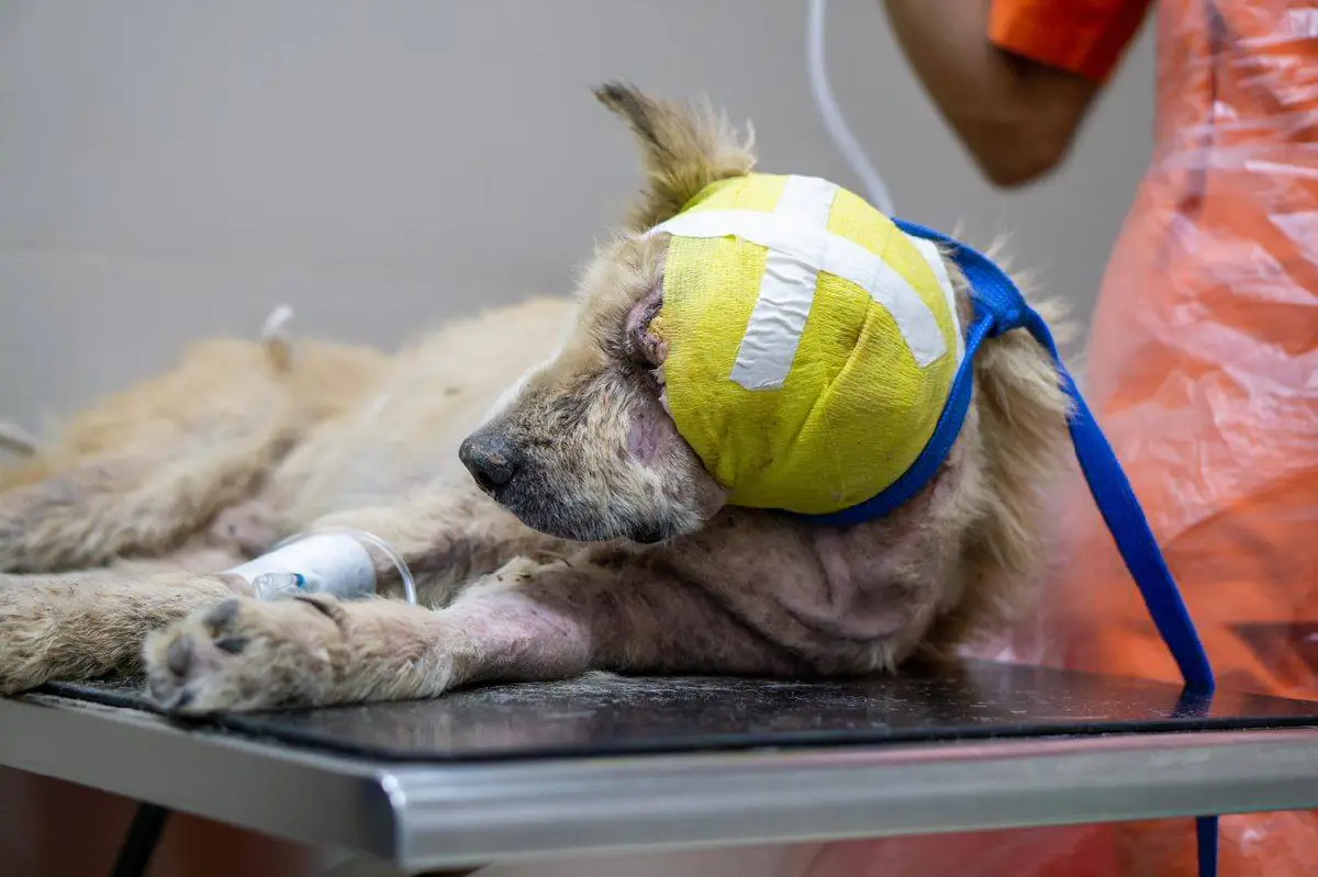 หนึ่งชีวิตก็มีค่า!ชาวคริสต์ภูเก็ตช่วยสุนัขจรจัดตาหลุดจนรอดตาย