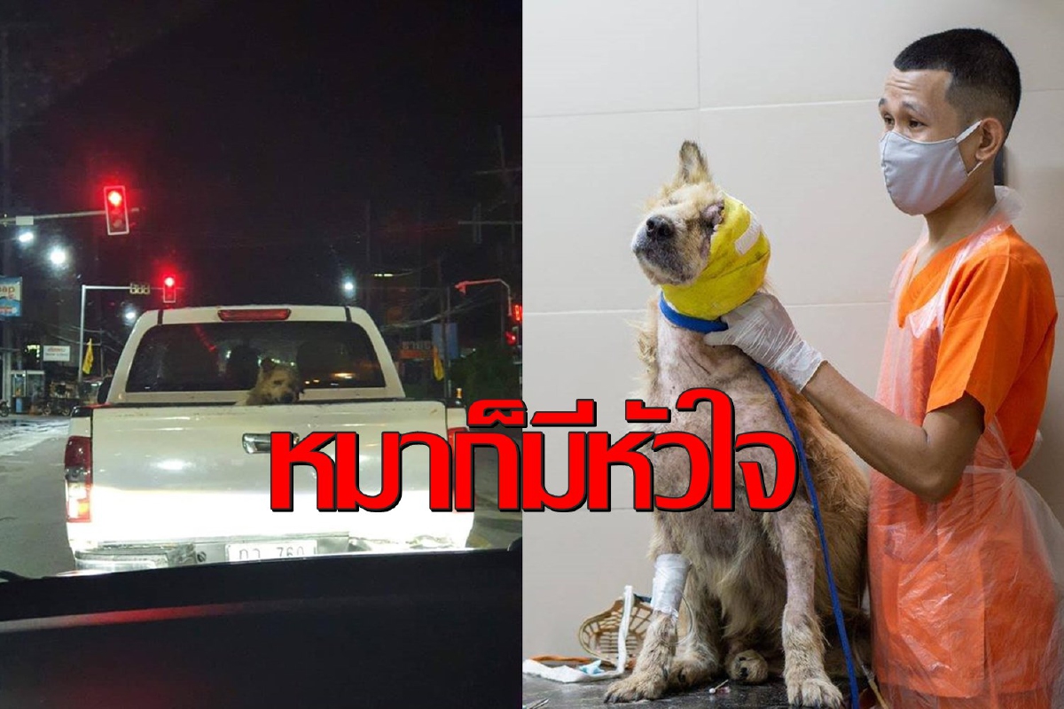 หนึ่งชีวิตก็มีค่า!ชาวคริสต์ภูเก็ตช่วยสุนัขจรจัดตาหลุดจนรอดตาย หนึ่งชีวิตก็มีค่า!ชาวคริสต์ภูเก็ตช่วยสุนัขจรจัดตาหลุดจนรอดตาย