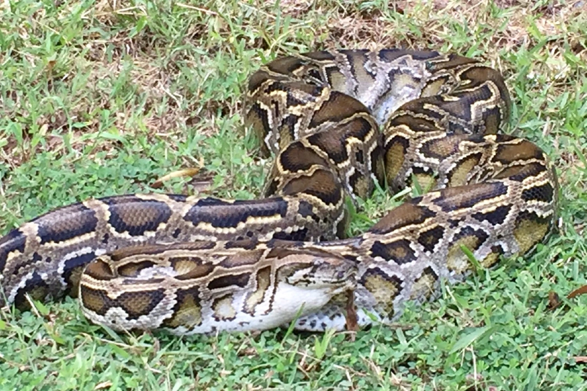 ชาวบ้านผงะ!งูหลามยักษ์ขย้อนลูกสุนัขกู้ภัยจับปล่อยคืนธรรมชาติ