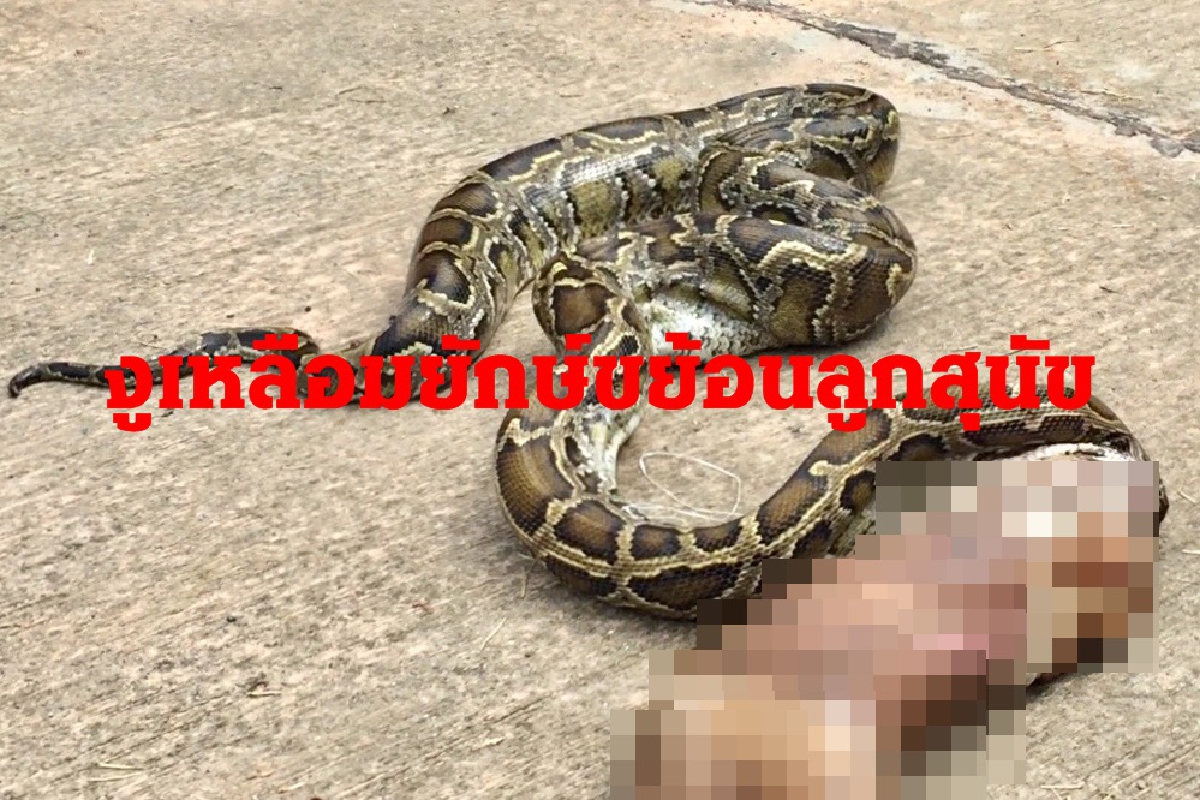 ชาวบ้านผงะ!งูหลามยักษ์ขย้อนลูกสุนัขกู้ภัยจับปล่อยคืนธรรมชาติ ชาวบ้านผงะ!งูหลามยักษ์ขย้อนลูกสุนัขกู้ภัยจับปล่อยคืนธรรมชาติ
