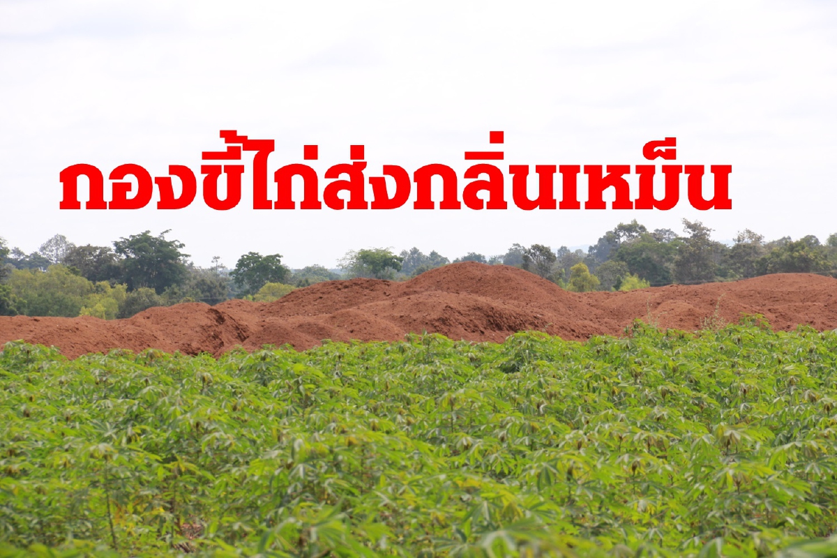 4หมู่บ้านบุรีรัมย์เดือดร้อนฟาร์มทิ้งกองขี้ไก่ส่งกลิ่นเหม็น 4หมู่บ้านบุรีรัมย์เดือดร้อนฟาร์มทิ้งกองขี้ไก่ส่งกลิ่นเหม็น