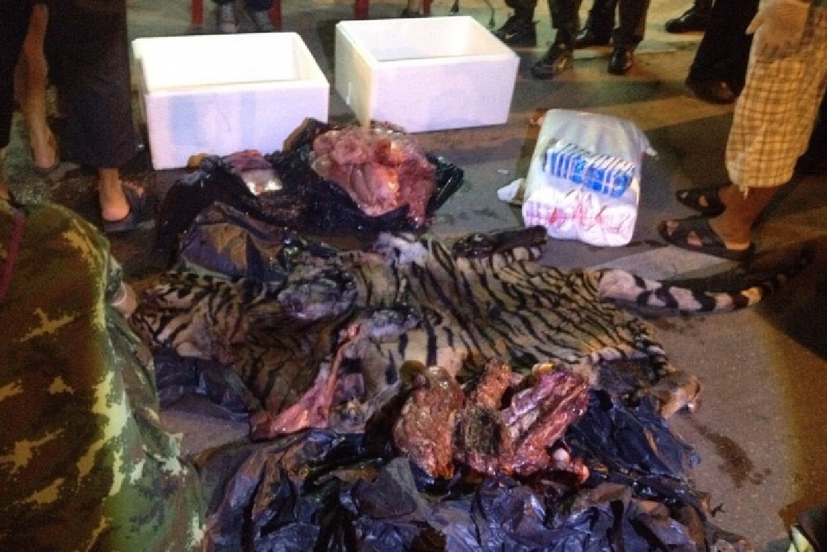 ปทส.จับนายพรานป่าตัวการใหญ่ค้าสัตว์ป่าเสือโคร่งห้วยขาแข้ง