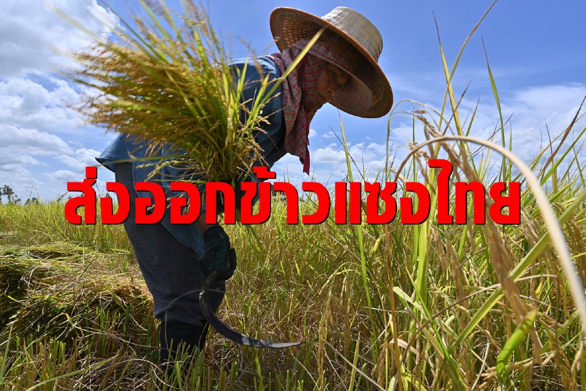 อินเดียแซงไทย ทุบสถิติส่งออกข้าว อินเดียแซงไทย ทุบสถิติส่งออกข้าว