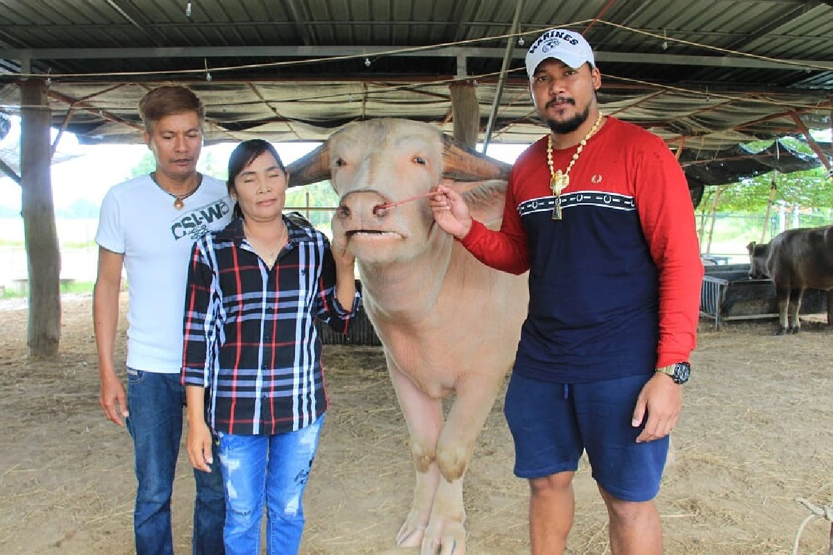 หนุ่มเพชรใจถึงหอบเงิน2ล้านซื้อเจ้าโก้ควายเผือก