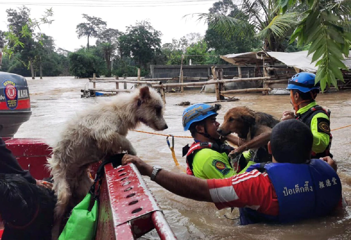 มวลน้ำก้อนใหญ่ถึงปากช่องใช้โดรนช่วยอพยพคนหนีท่วม