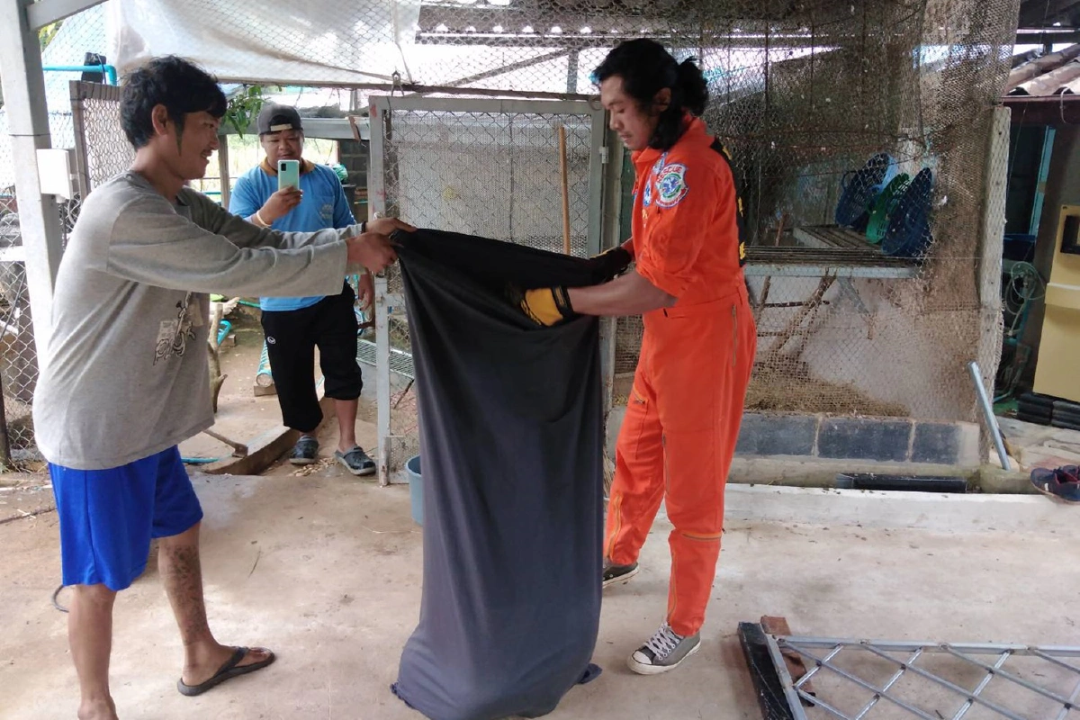 งูเหลือมยาวกว่า4เมตรหนีฝนเลื้อยเขมือบไก่ชาวบ้าน