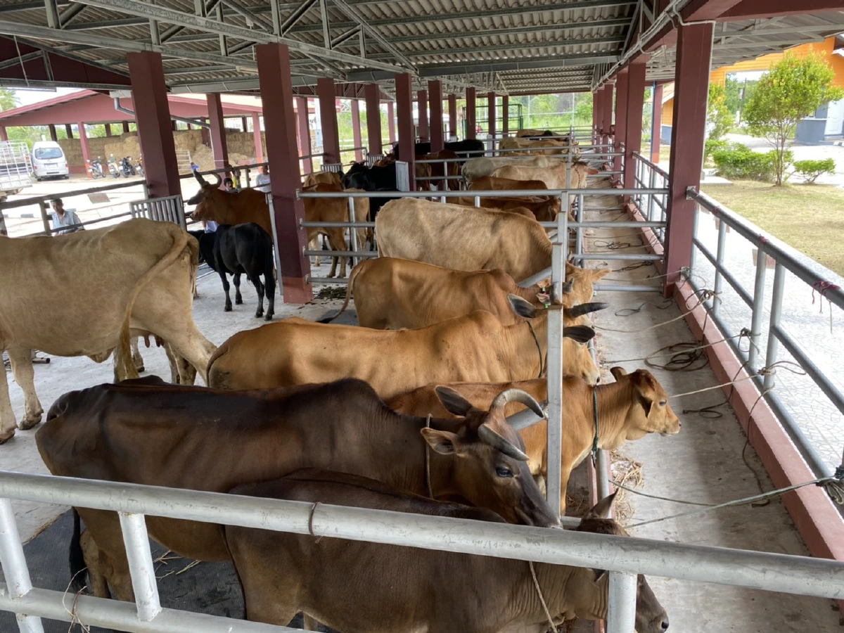 ตลาดนัดโค-ประกวดไก่พื้นเมืองชายแดนใต้กลับมาบูมหลังผ่อนคลายโควิด