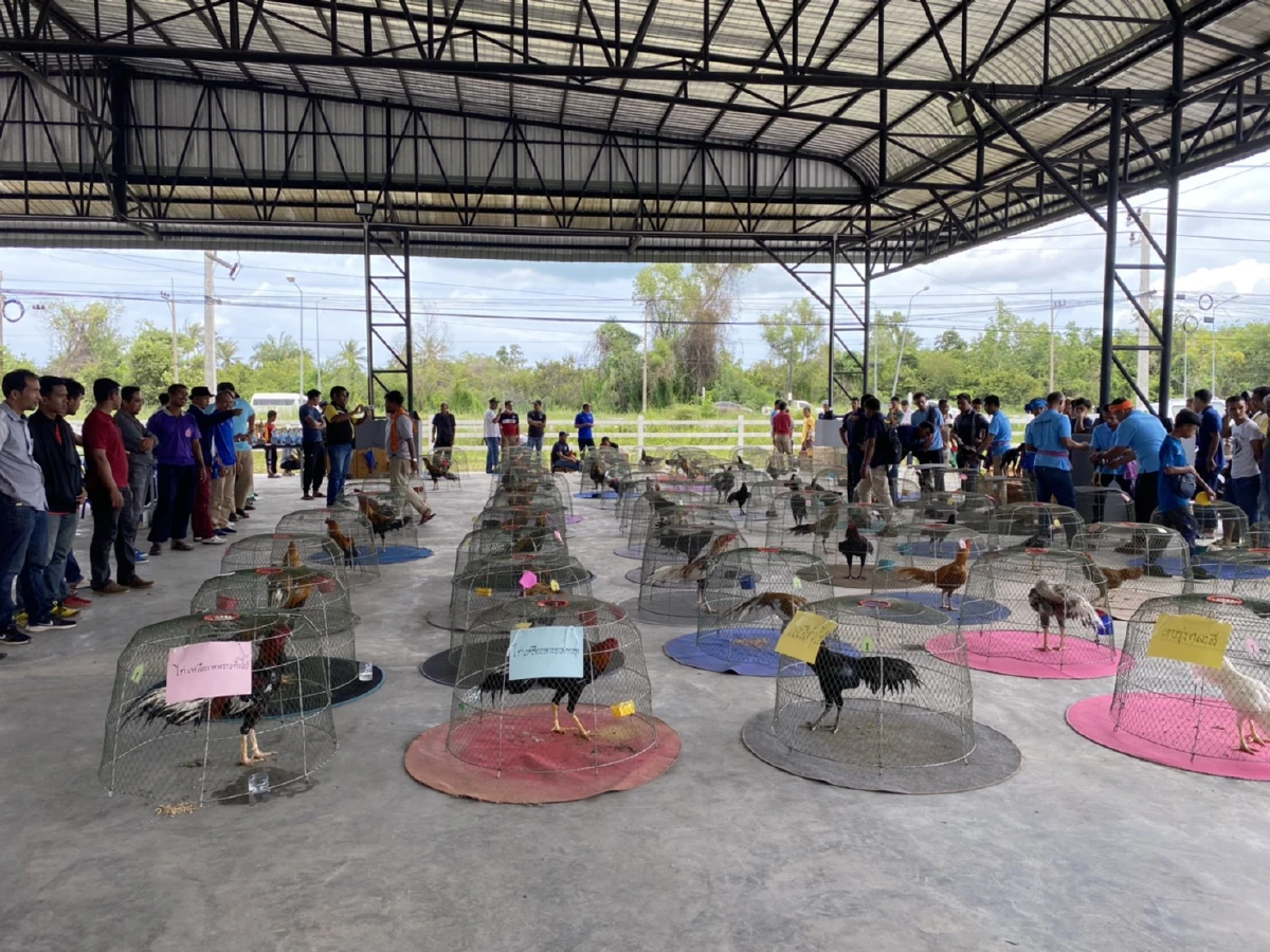ตลาดนัดโค-ประกวดไก่พื้นเมืองชายแดนใต้กลับมาบูมหลังผ่อนคลายโควิด