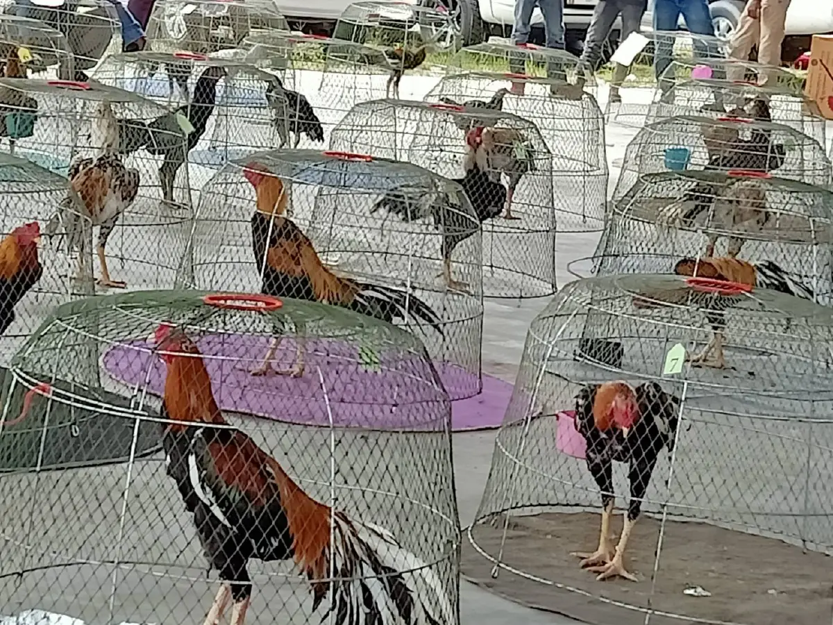 ตลาดนัดโค-ประกวดไก่พื้นเมืองชายแดนใต้กลับมาบูมหลังผ่อนคลายโควิด