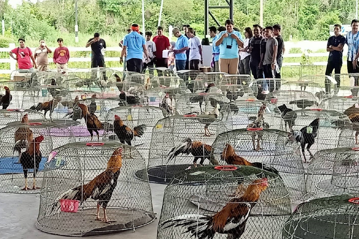 ตลาดนัดโค-ประกวดไก่พื้นเมืองชายแดนใต้กลับมาบูมหลังผ่อนคลายโควิด ตลาดนัดโค-ประกวดไก่พื้นเมืองชายแดนใต้กลับมาบูมหลังผ่อนคลายโควิด