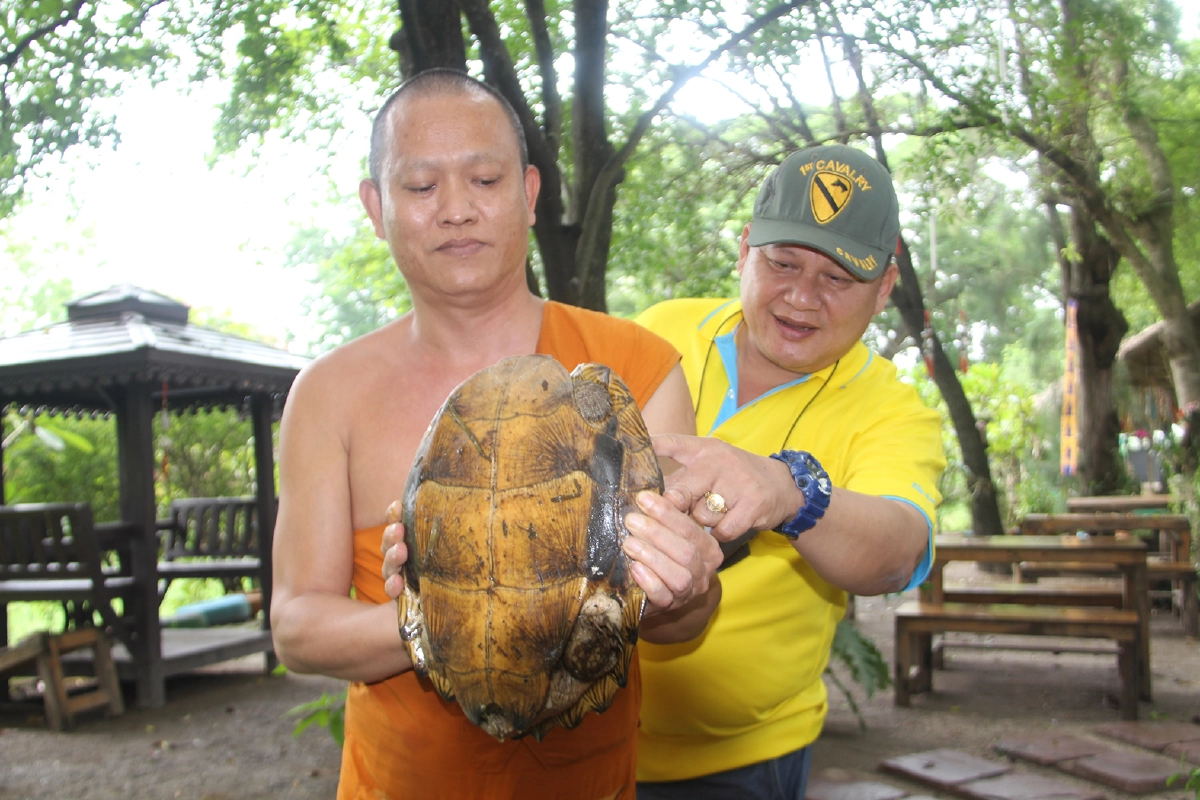 ทึ่ง!พบเต่าประหลาดมีลายบนกระดองคล้ายพระสมเด็จวัดระฆัง