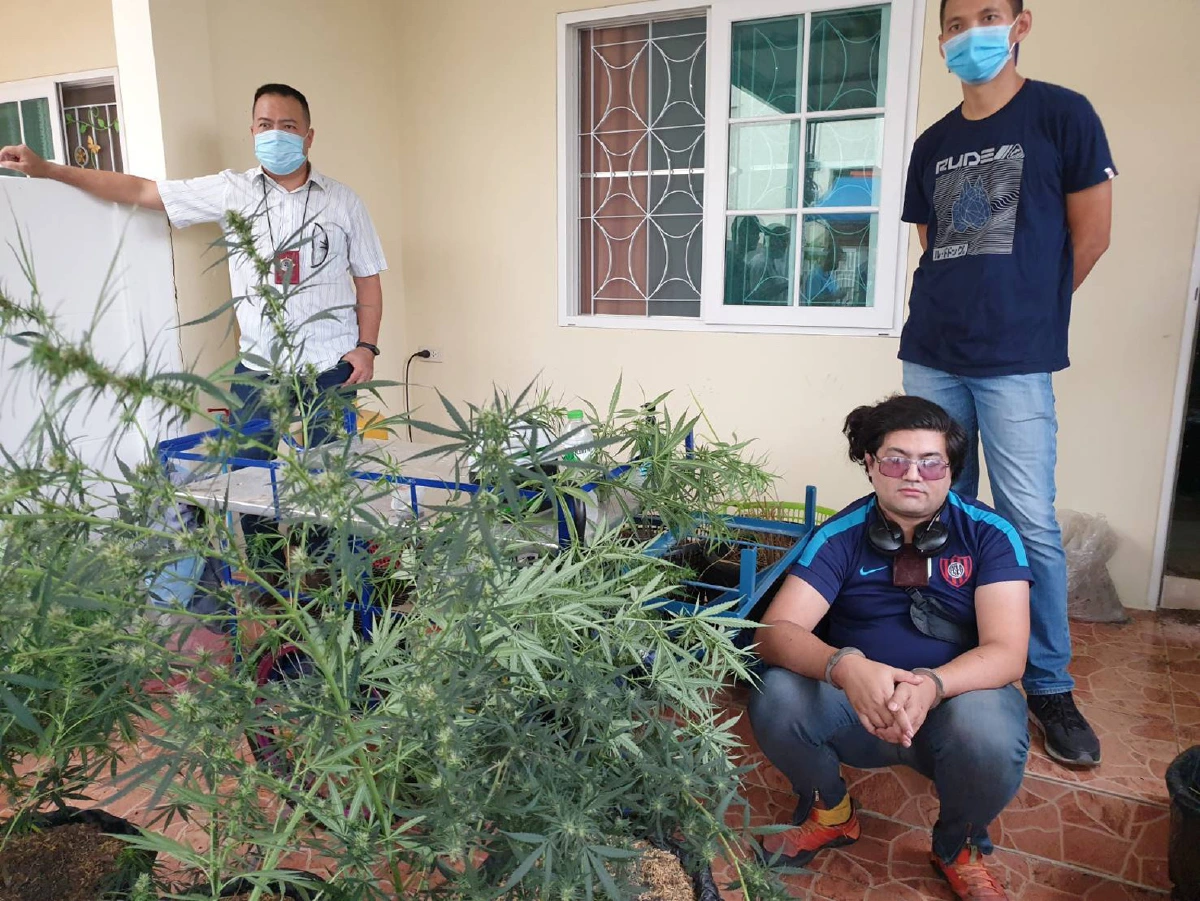 รวบหนุ่มอาร์เจนตินาลักลอบปลูกกัญชาในทาวเฮาส์