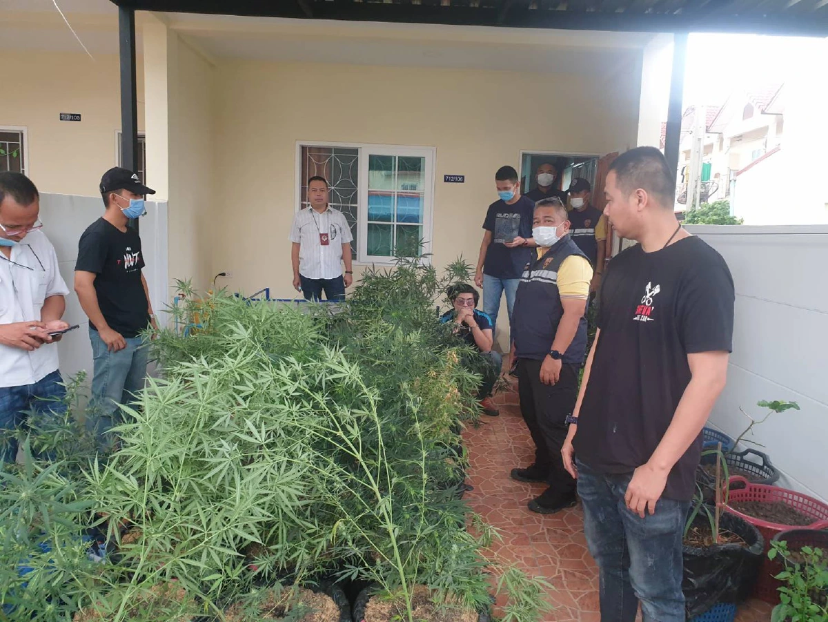 รวบหนุ่มอาร์เจนตินาลักลอบปลูกกัญชาในทาวเฮาส์