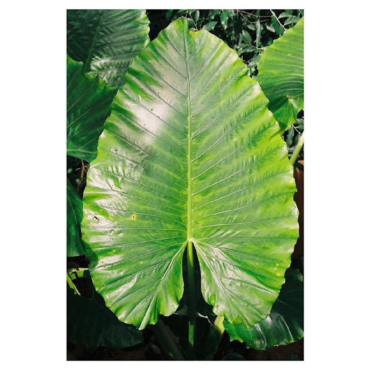 นางแบบผมสวย! เวียร์ อวดภาพแฟนสาว เบลล่า เซ็ตล่าสุดจากทริปเกาะเต่า