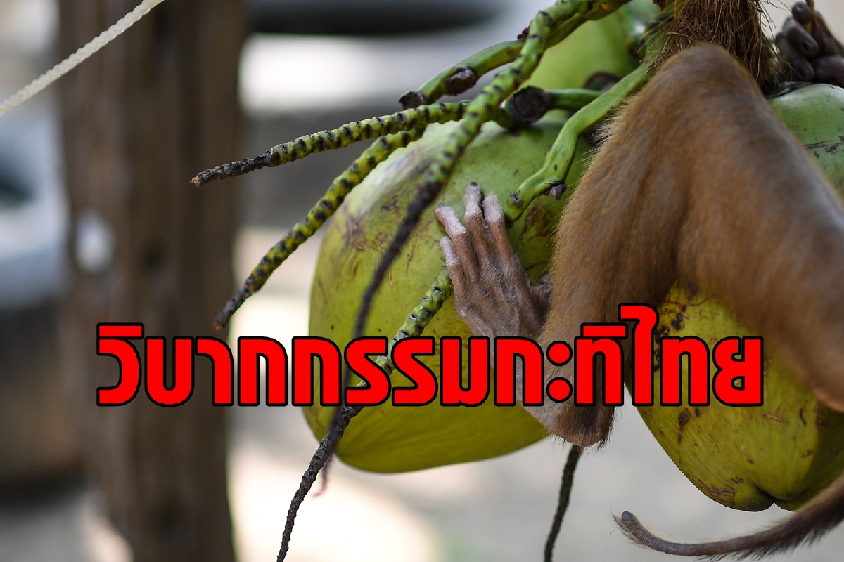 วิบากกรรมกะทิไทย ถูกฝรั่งแบนแล้วใครได้ประโยชน์? วิบากกรรมกะทิไทย ถูกฝรั่งแบนแล้วใครได้ประโยชน์?