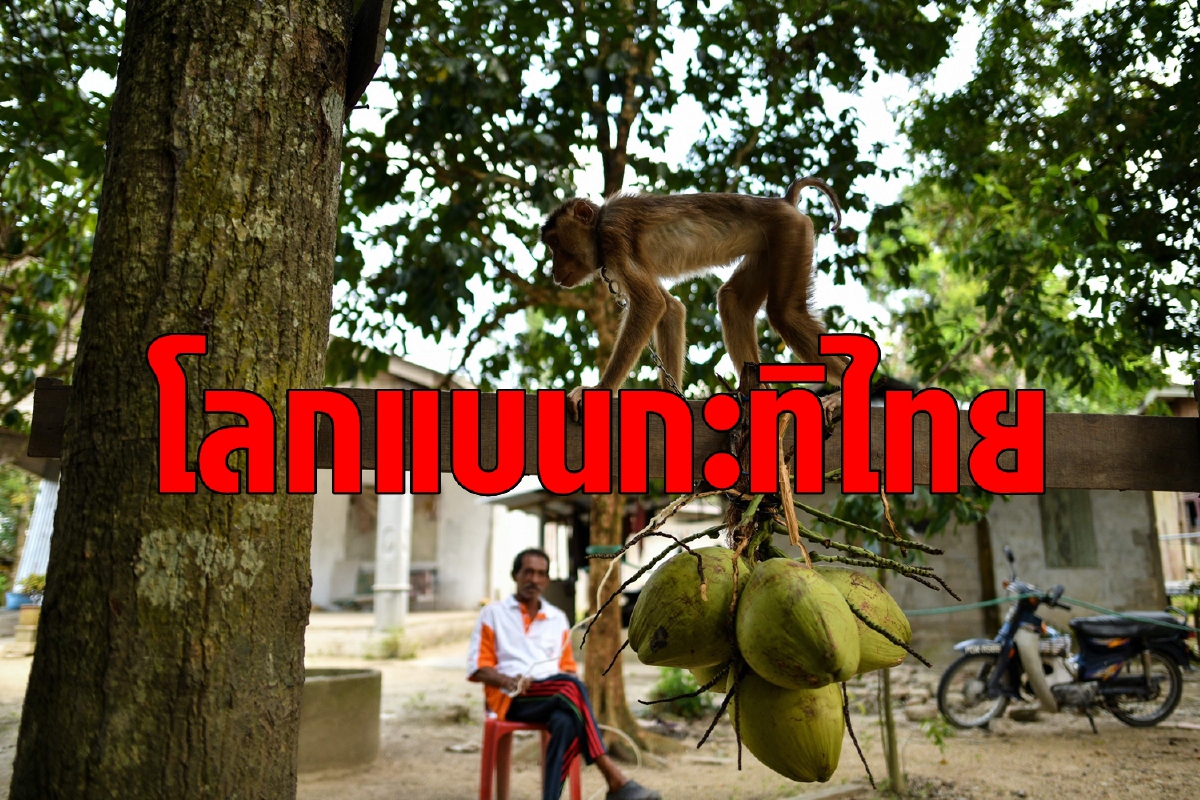 บริษัทค้าปลีกระดับโลกร่วมแบนกะทิไทยเชื่อใช้ลิงเก็บมะพร้าว บริษัทค้าปลีกระดับโลกร่วมแบนกะทิไทยเชื่อใช้ลิงเก็บมะพร้าว