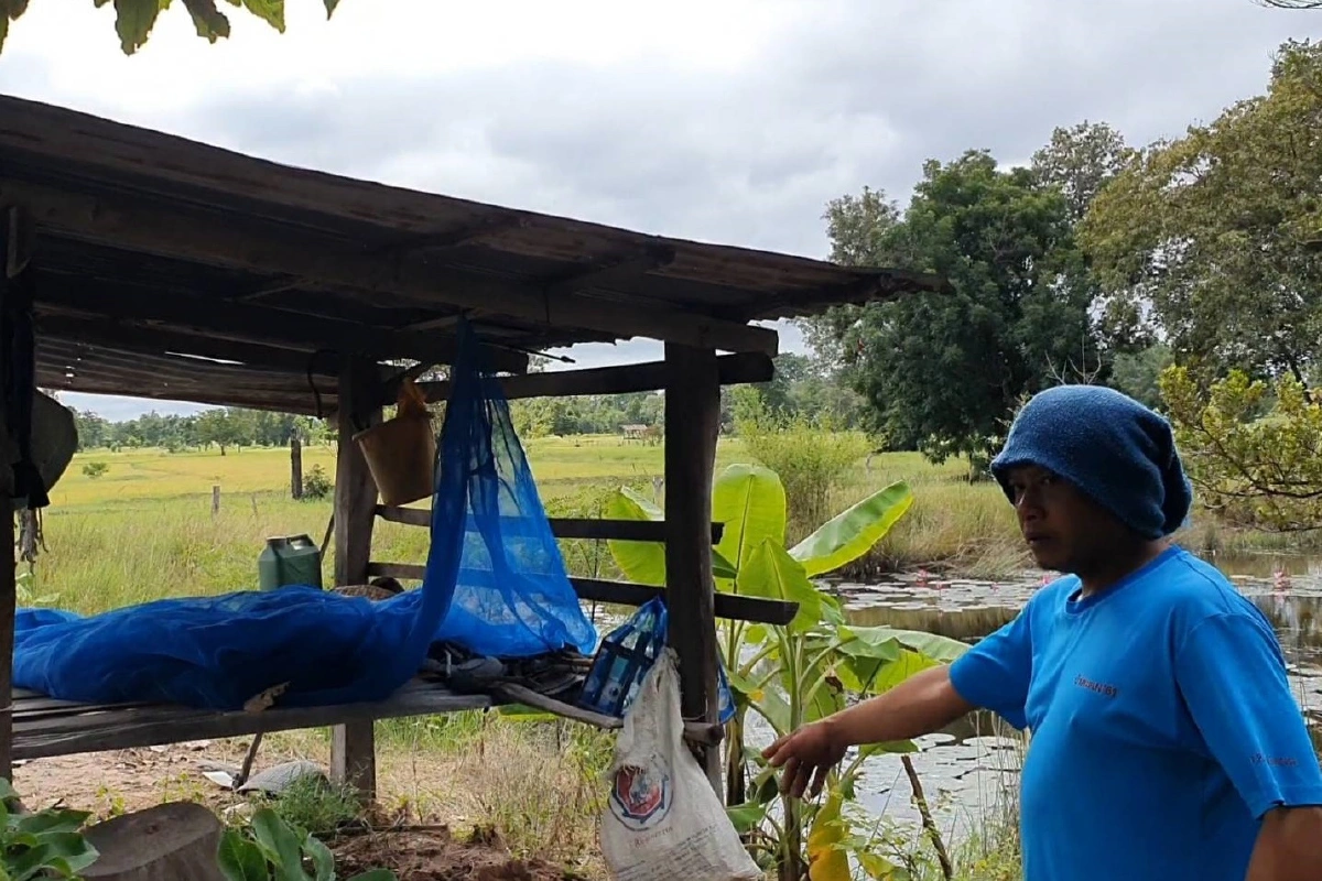 สาวใหญ่ตีข้าวออกรวงกระท่อมปลายนา ถูกโจรชิงทรัพย์ต่อยยับกลางวันแสกๆ